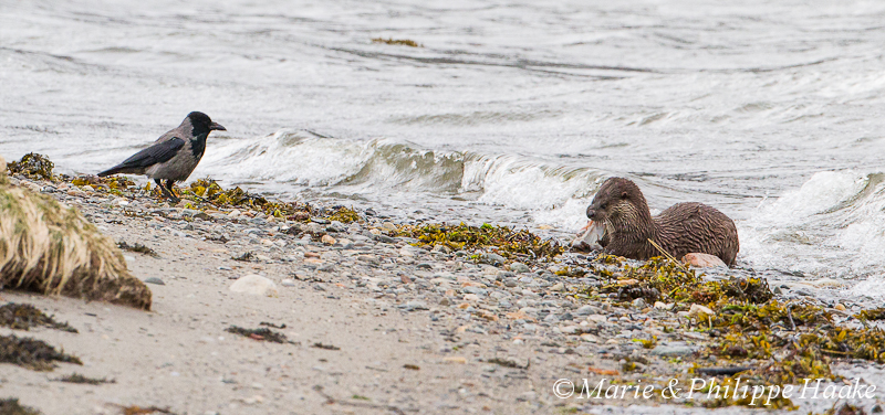 Loutre 8062.jpg - Approche d'une corneille mantelée, qui passera ensuite à la phase d'intimidation pour voler son poisson à la loutre! Voir les photos suivantes... Loutre d'Europe, Lutra Lutra (Storfjorden, Norvège, juin 2012)